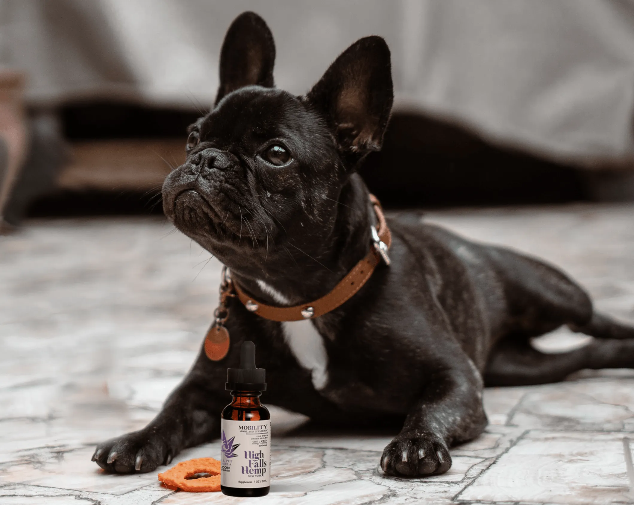 300mg Small Pet Mobility Tincture