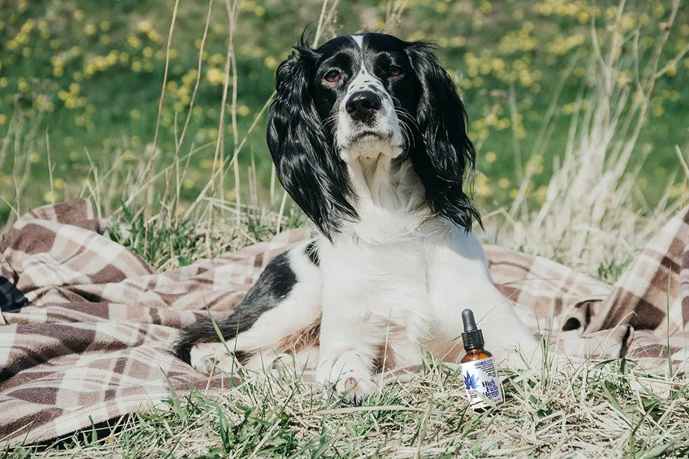 750mg Large Pet Mobility Tincture