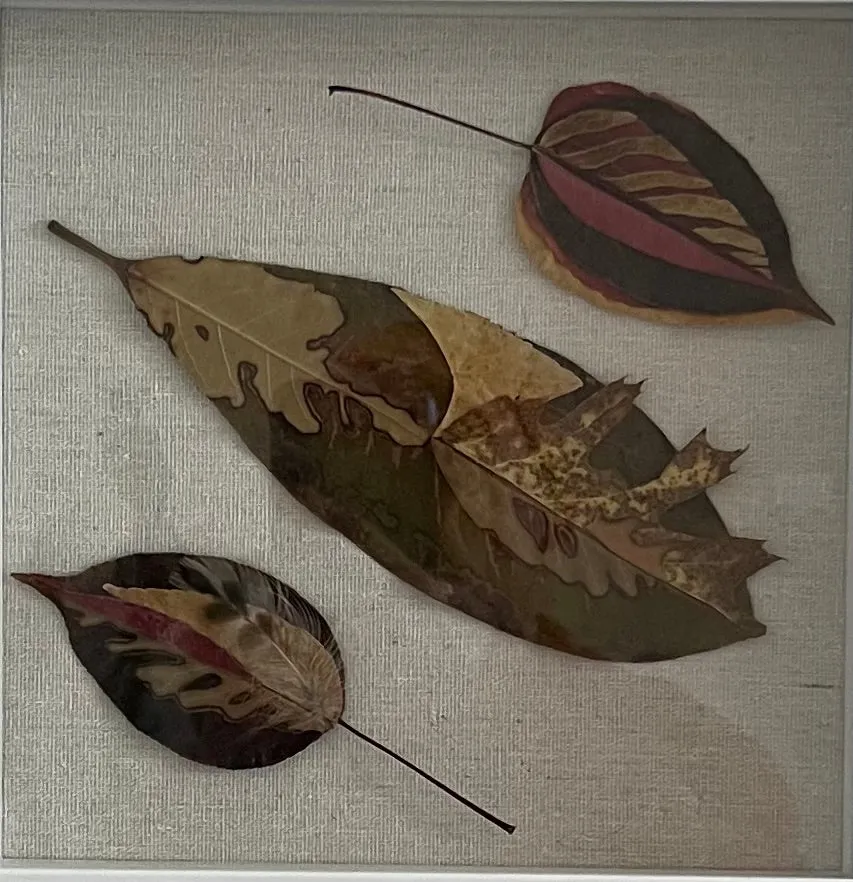 Bio-Morphic - Ana Llorente - Los Tres Tristes Tigres