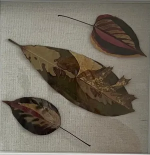 Bio-Morphic - Ana Llorente - Los Tres Tristes Tigres