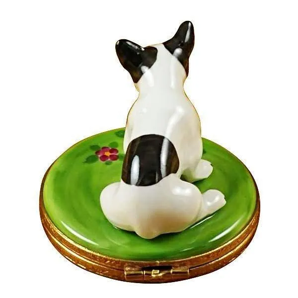 Boston Terrier Dog