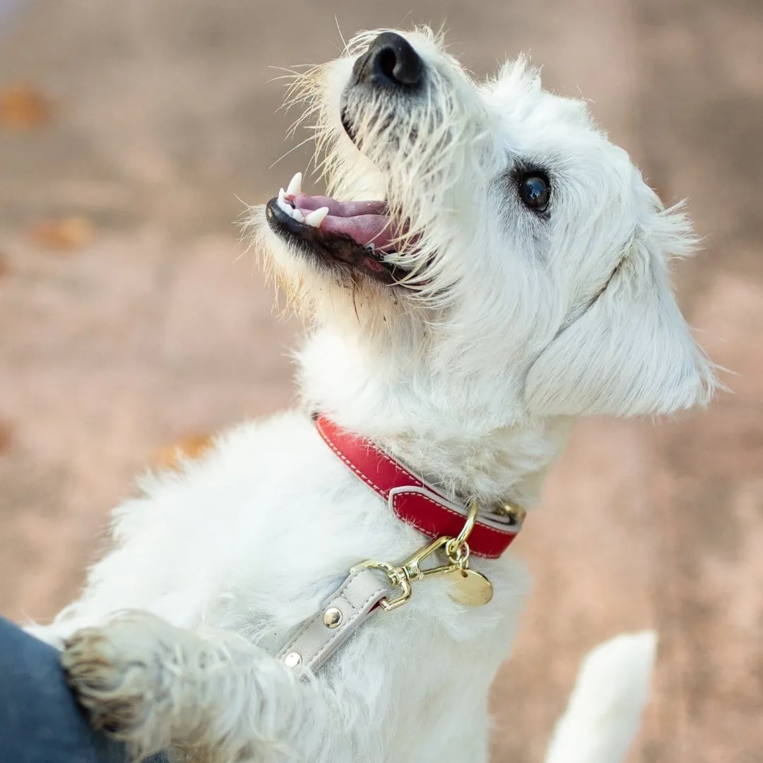 Copenhagen Vegan Leather Dog Collar | Multiple Colours