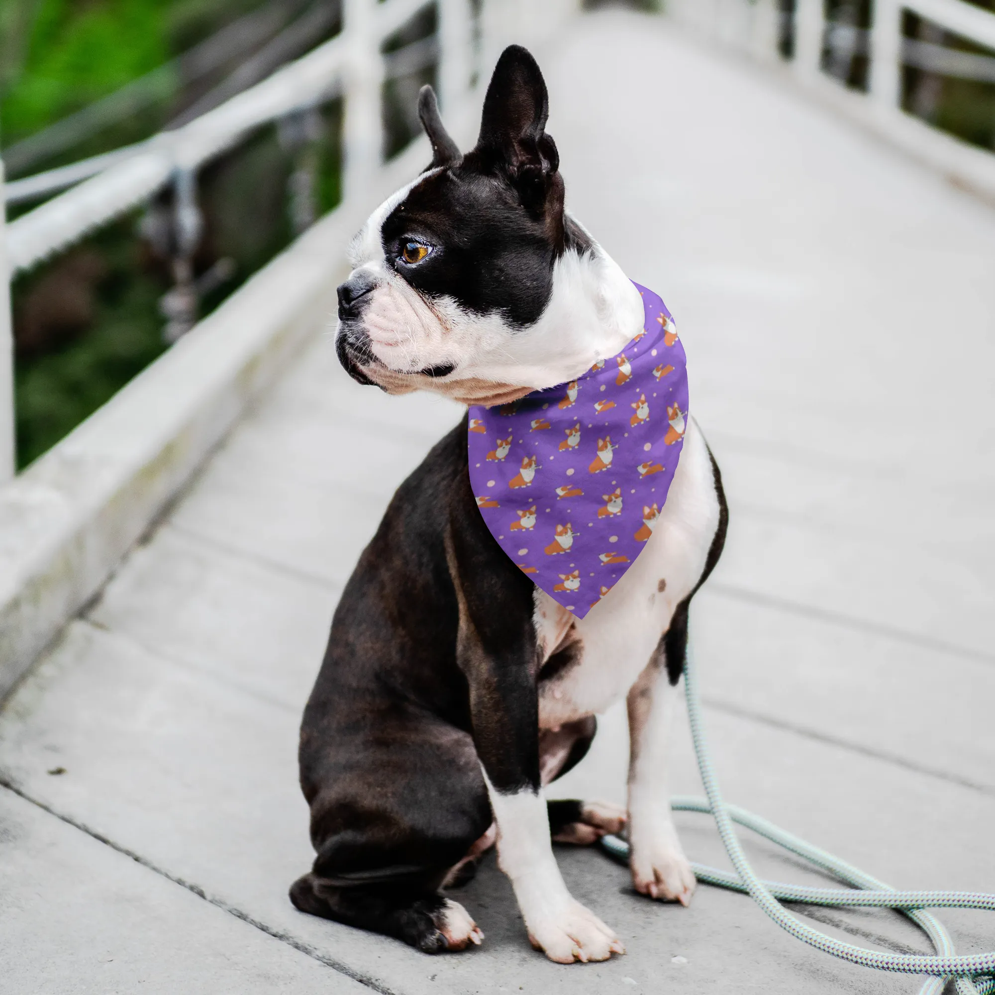 Corgi Pet Bandana - Purple