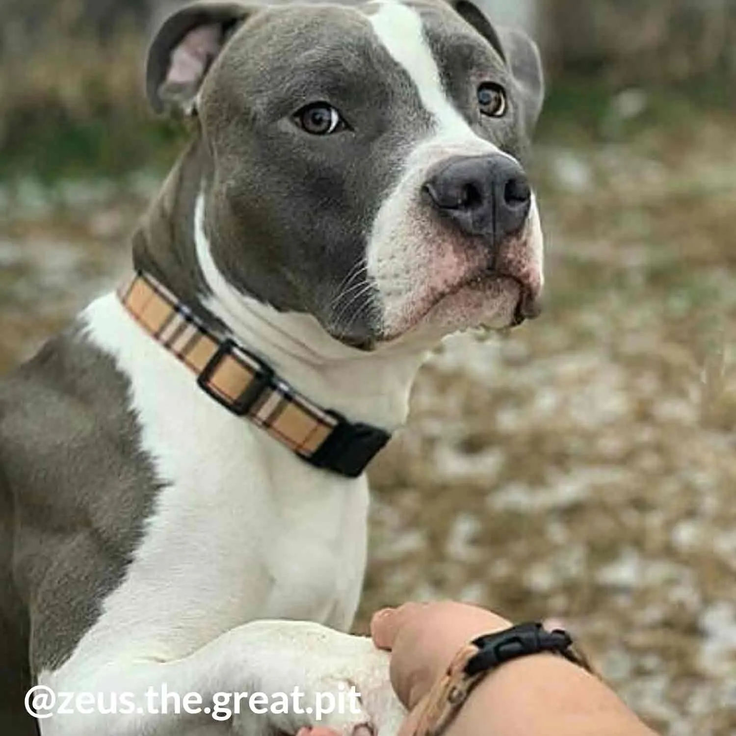 Limited Collar, Bracelet & Leash Combo