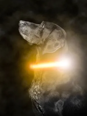 Mighty Paw - LED Dog Collar for Enhanced Visibility and Safety