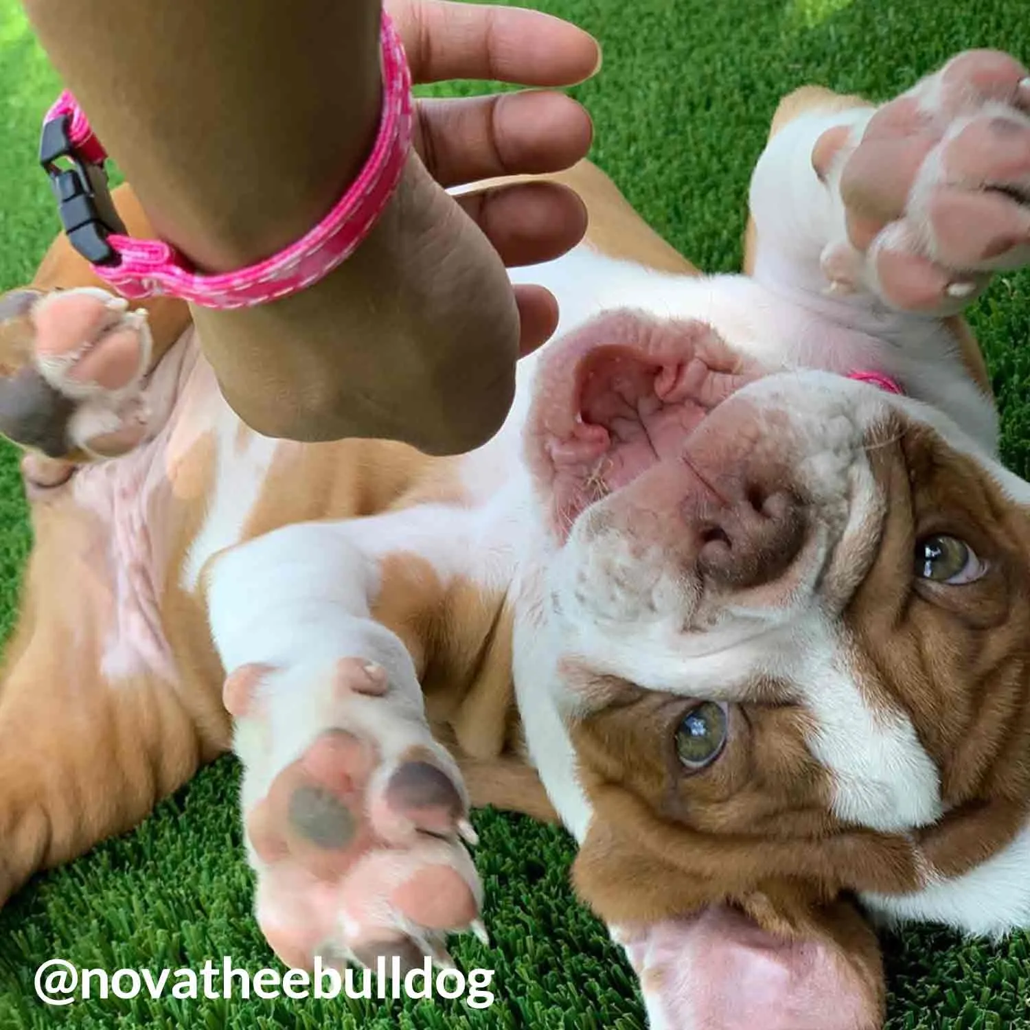 Pink Camo Collar, Bracelet & Leash Combo