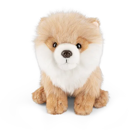 Pomeranian