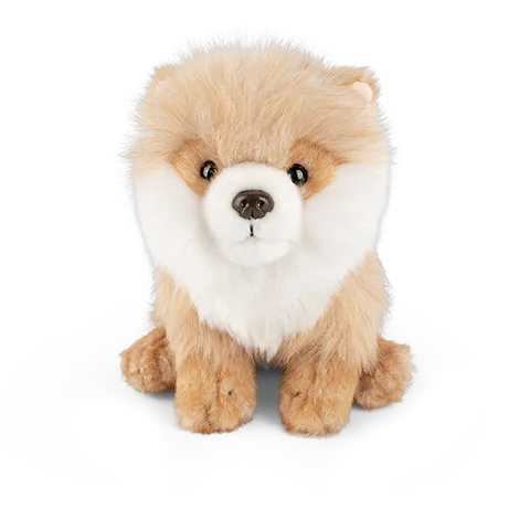 Pomeranian