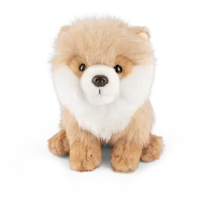 Pomeranian