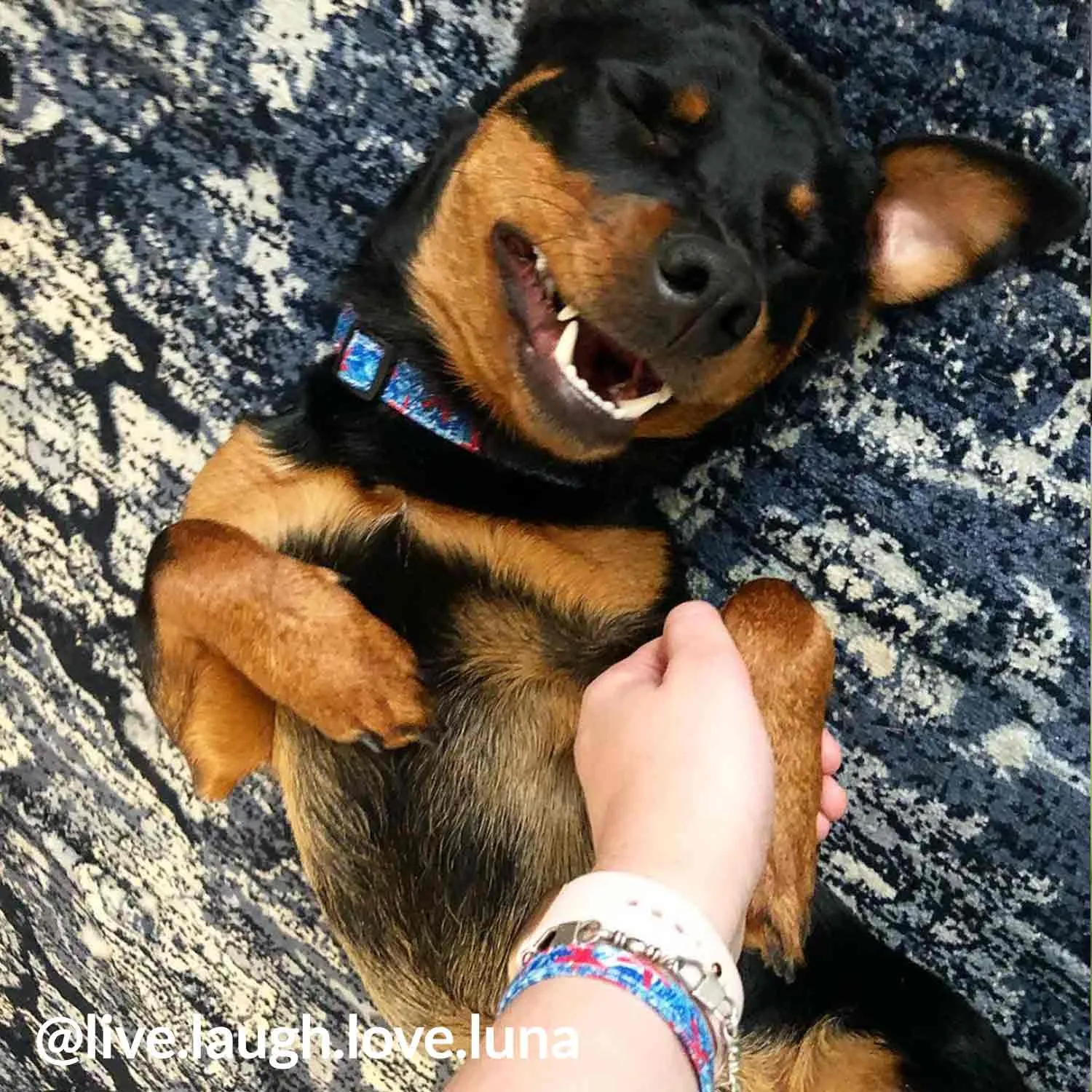 Starfish Collar, Bracelet & Leash Combo