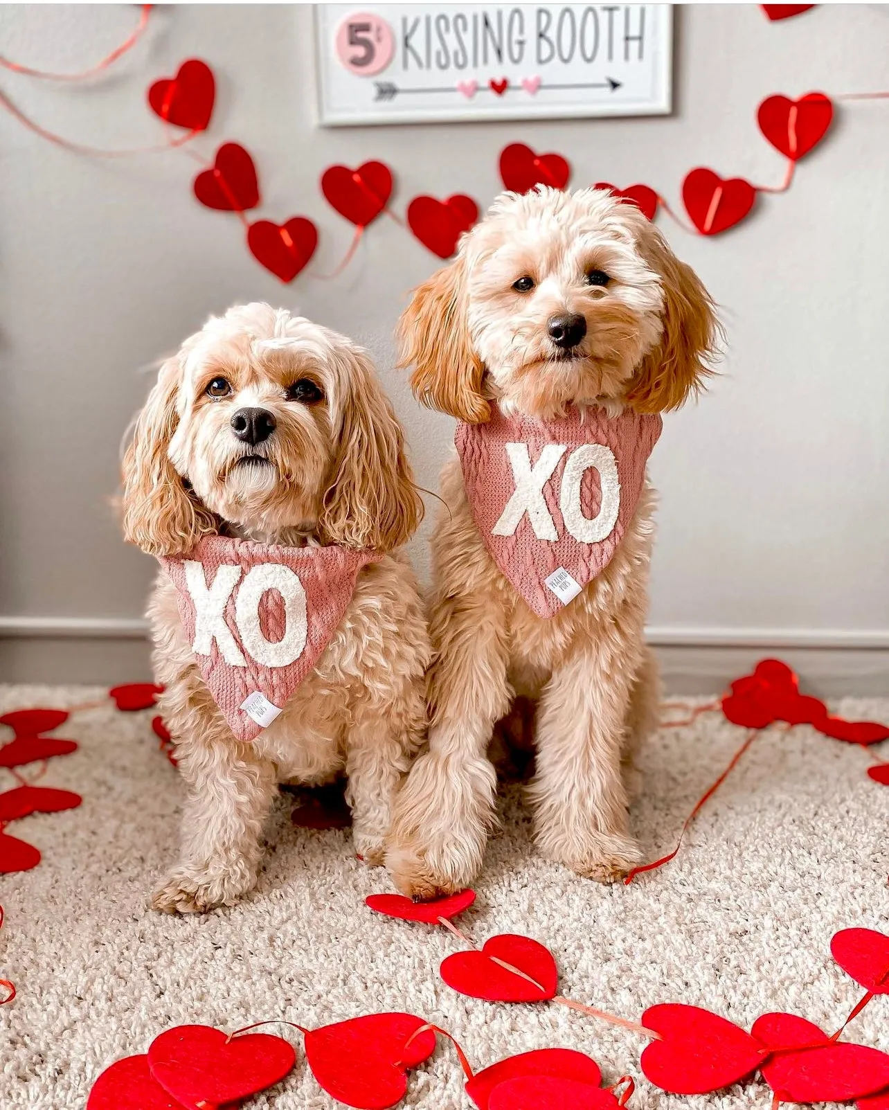 Valentine's Day XO