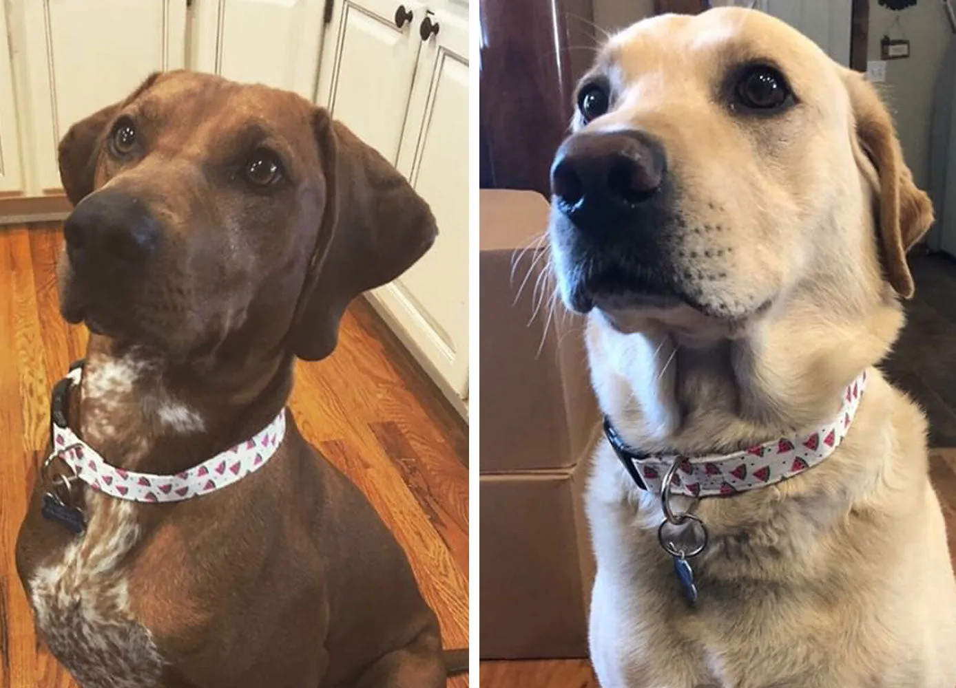 Watermelon Collar, Bracelet & Leash Combo
